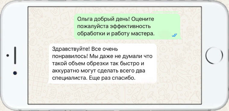 лечение деревьев от насекомых вредителей - фото №6